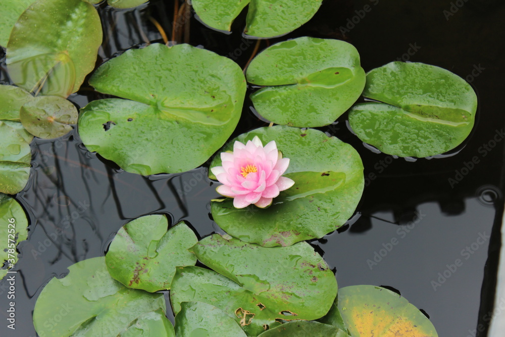 한국 연못 자연 호수 전통적인 식물 연꽃 수중생물 korea pond nature lake traditional plant lotus / aquatic life
한국 연못 자연 호수 전통적인 식물 연꽃 수중생물 korea pond nature lake traditional plant lotus / aquatic life