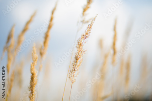 close up spikelets on the field with the sunset lights