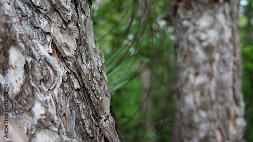 Closeup of a tree in a forest