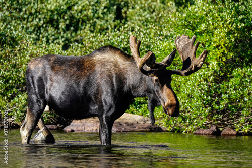 Bull Moose - Wading