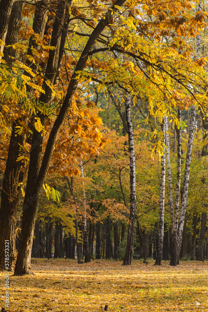 amazing golden autumn forest