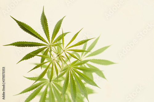 Close up photo of the green leaves of medical marijuana on the plant on the plain background