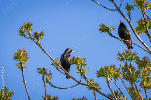 Closeup of two common starlings perched on the blooming green tree on sunny spring day against background of blue clear sky 