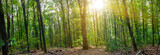 Forest panorama with the sun. Shine of the sun among the green forest