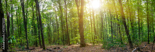 Forest panorama with the sun. Shine of the sun among the green forest © malshak_off