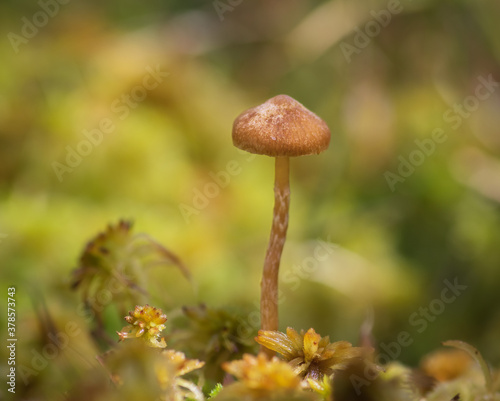 Closeup of light brown small mushroom on a long thin stem in green and yellow moss in the forest, in a natural environment on bright sunny day