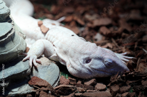 White Lizard photo