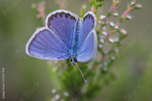 Closeup of the Idas blue or northern blue butterfly sitting on the common heather twig