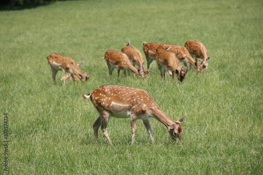 deer in the safari deer in the safari