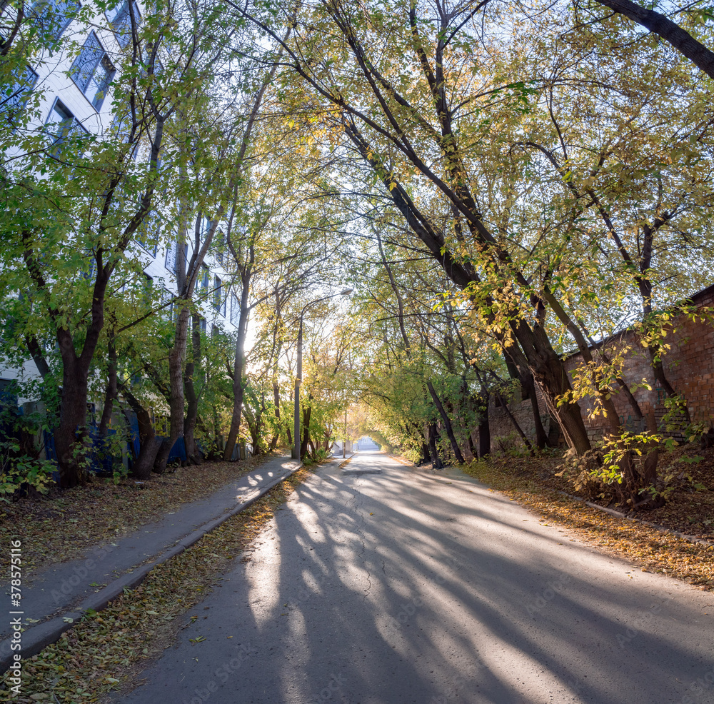 road under the arch of big trees road under the arch of big trees