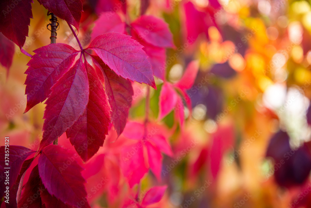 Natural autumn fragment with space for text. Beautiful red leaves of weaving grapes on the background of blurred bokeh of colored trees. Virgin ivy in warm colors. Indian summer. Copy space