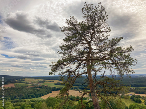 Blick von der Ruine Waldeck mit Kiefer im Vordergrund photo