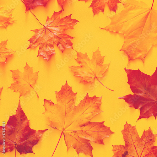 Autumn bright background pattern with yellow-red autumn maple leaves on a yellow background  top view