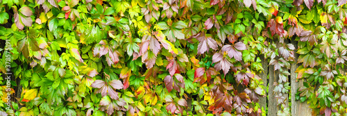Tela Colorful leaves of Virginia creeper on fence