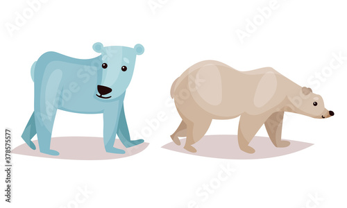 Polar Bear as Carnivore Mammal Isolated on White Background Vector Set