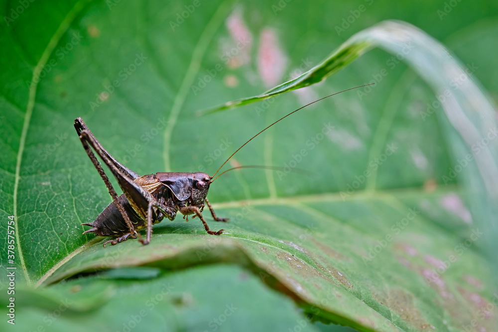 Gemeine Strauchschrecke ( Pholidoptera griseoaptera ). Gemeine Strauchschrecke ( Pholidoptera griseoaptera ).
