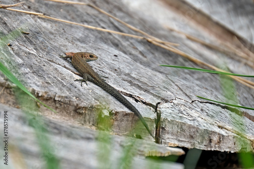 Waldeidechse ( Zootoca vivipara ). © Michael