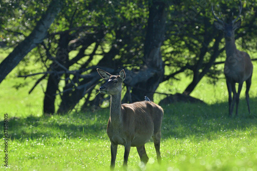 Deer hind coming out of a meadow to graze in the early evening