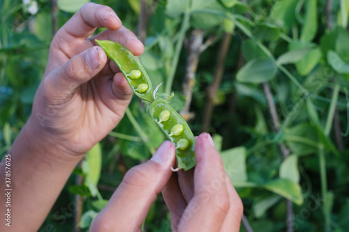Close up photo of the child's hands opening pea pods with ready-to-eat peas inside. Summer in grandma's garden.