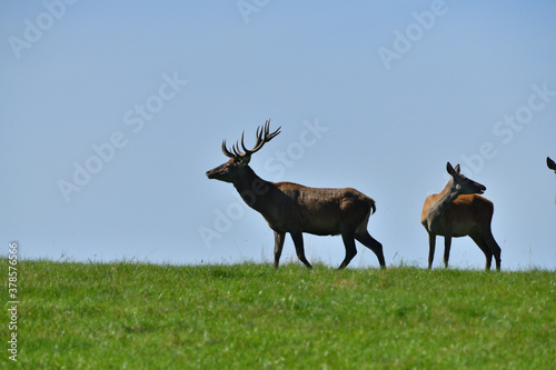 Deer stag with antlers on the horizon of the meadow during the rut