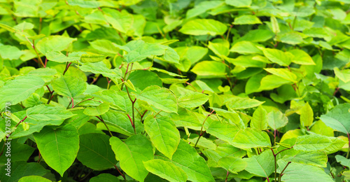 Shoots of Japanese Knotweed, Polygonum cuspidatum, Fallopia japonica. Natural green background, panoramic view photo