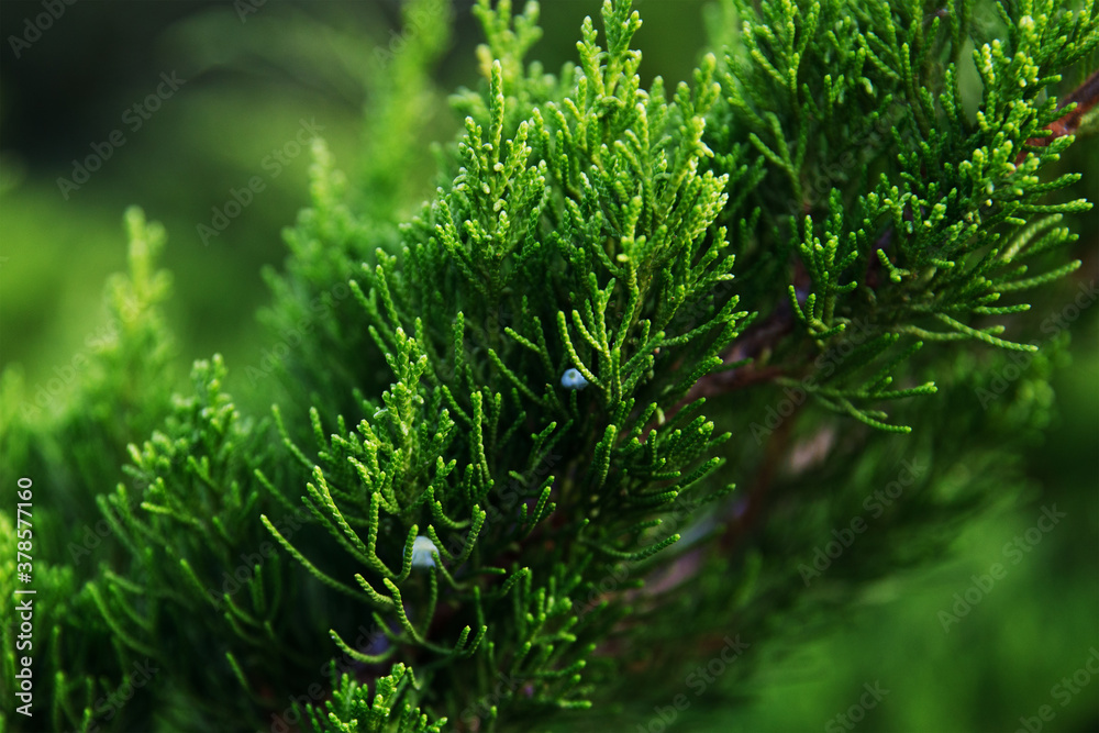 Juniper Mint Julep close up, beautiful green branch of a coniferous plant. Selective focus.