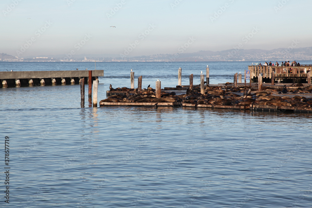 SAN FRANCISCO,USA-December 12,2018:The pier 39 port in california,Usa .The rest for sea lion is the most famous