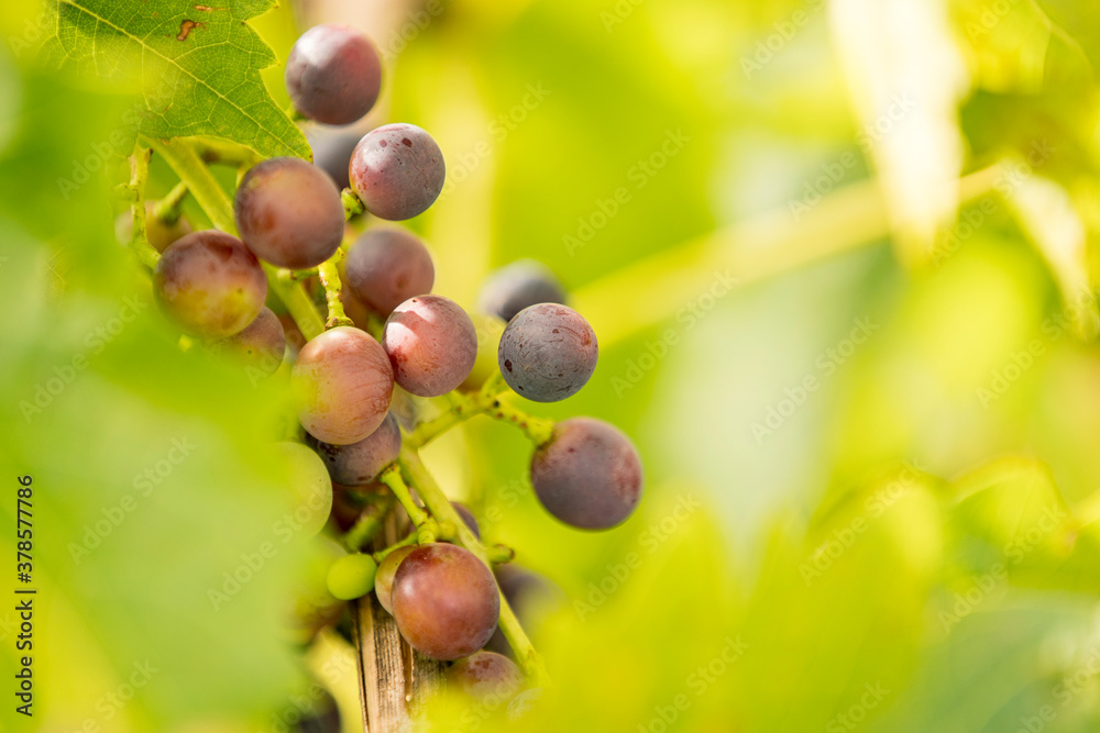 Grapes from green blurring of vine leaves Grapes from green blurring of vine leaves