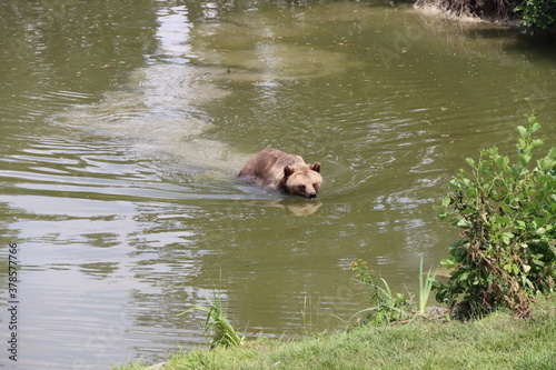 bear simm in the water