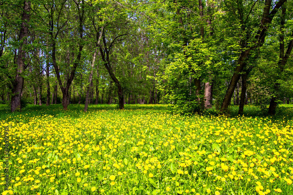 dandelions in the grass, summer