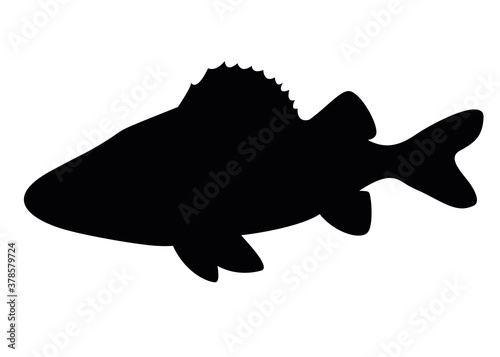 Large and predatory perch.