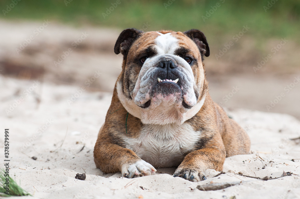 English Bulldog dog sitting on the sand