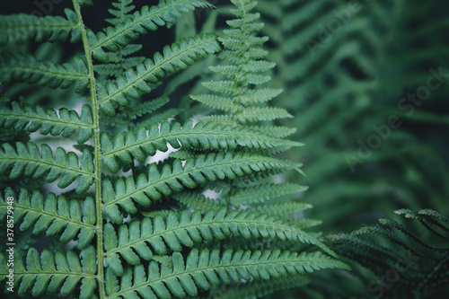 Fresh green fern leves  as a beautiful nature background