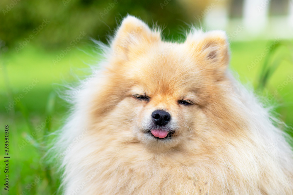 Portrait pet german spitz screw up his eyes. Close-up of funny Pomeranian looking directly at the camera Portrait pet german spitz screw up his eyes. Close-up of funny Pomeranian looking directly at the camera