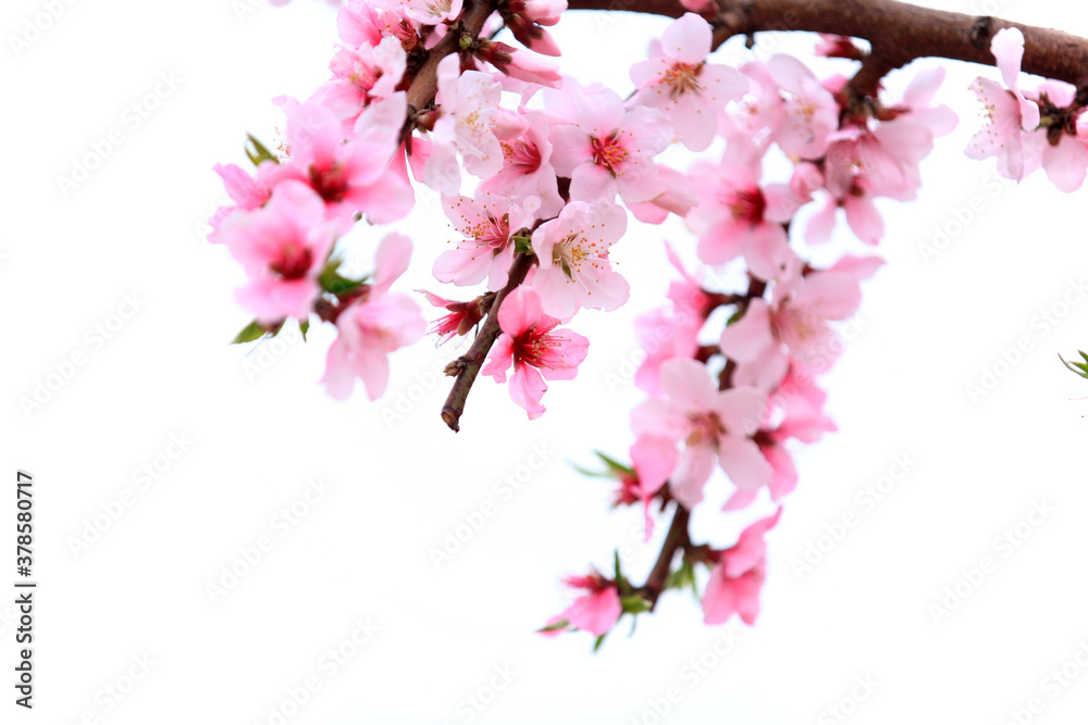 Peach trees blossom in spring Peach trees blossom in spring