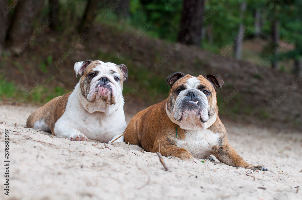 Two English Bulldog dogs sitting on the sand Two English Bulldog dogs sitting on the sand