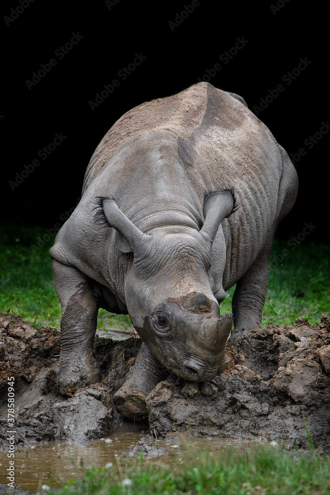 Fototapeta premium Black rhinoceros (Diceros bicornis)