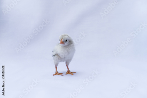 The baby Appenzeller Chick is a breed of chicken originating in Appenzell region of Switzerland. It's isolated standing on white cloth background. © Surachetsh