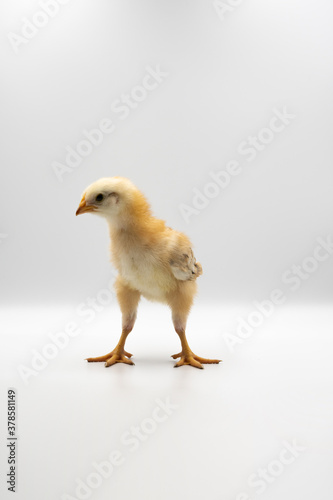 Isolated Little Rhode Island Red baby chicken team stand in a row on solid white clear background in studio light.