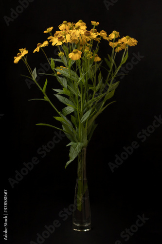 Yellow flower on a black background © elenae333