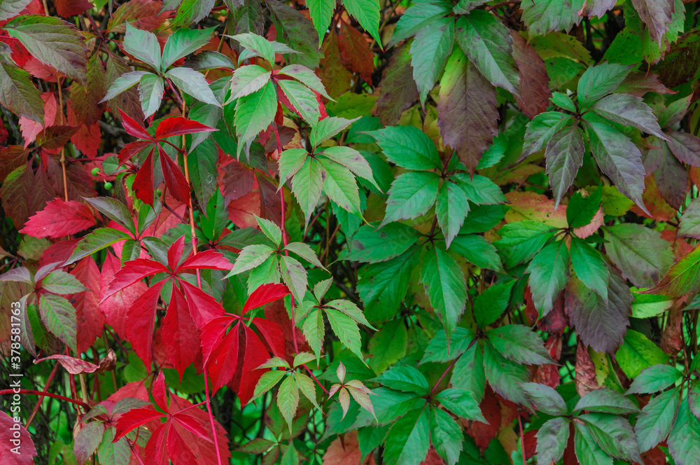 Ivy leaves on hedge, close up, autumn Ivy leaves on hedge, close up, autumn