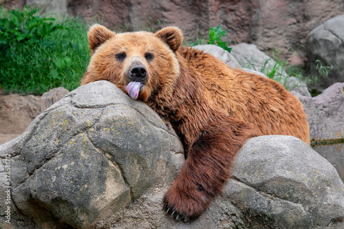 Kamchatka brown bear (Ursus arctos beringianus) photo