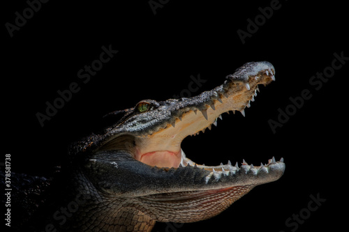Siamese crocodile (Crocodylus siamensis)