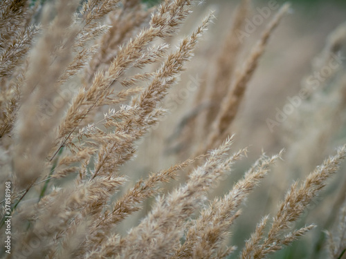 Dry reed in the wind in the counrtyside field. Beige spikelets and green grass in the sunset light. Botanical background and beautiful autumn landscape.