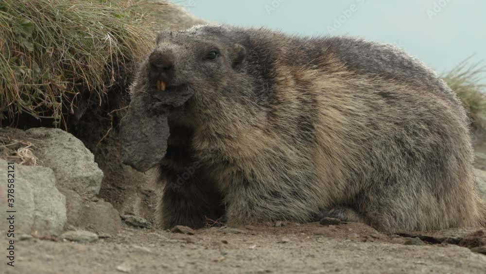 Alpine marmot holding something in mouth going out of nest backwards, Europe Alpine marmot holding something in mouth going out of nest backwards, Europe