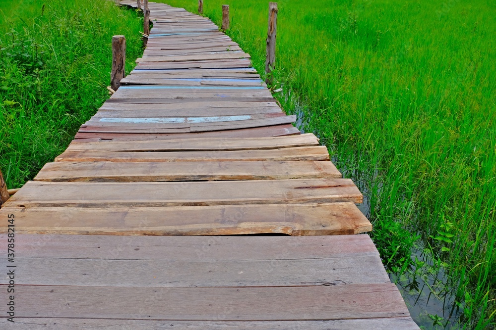 Wooden walkway through greenish rice field. Wooden walkway through greenish rice field.