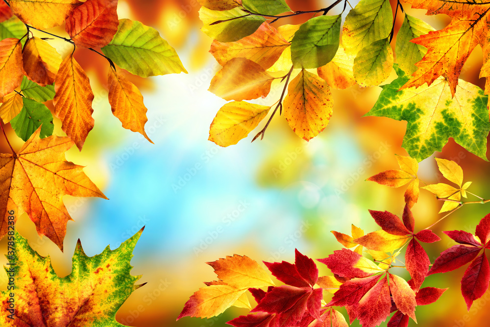 Nature frame with colorful autumn leaves in red, yellow and green around a nice abstract bokeh background with bright blue sky