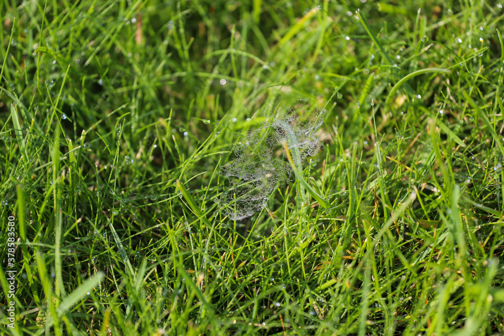 Green grass, lawn, lawn, mowed lawn, morning dew, spider web on the grass Green grass, lawn, lawn, mowed lawn, morning dew, spider web on the grass