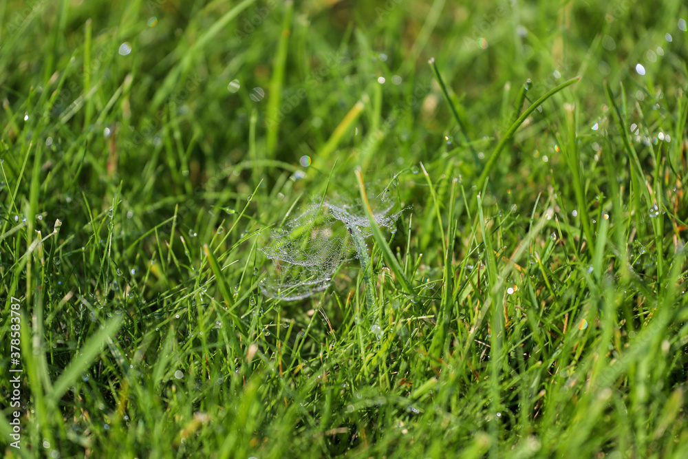 spider web on the grass spider web on the grass