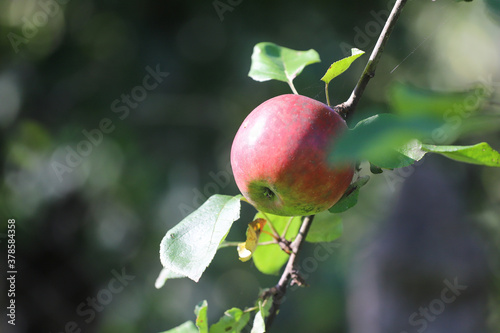 Rotten apples, Apples on a branch, Apple tree